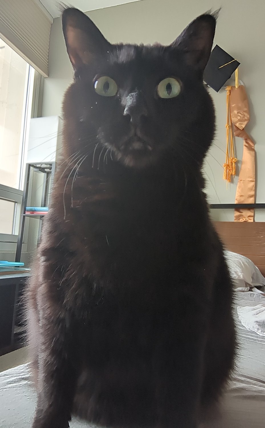 A black cat staring straight into the camera